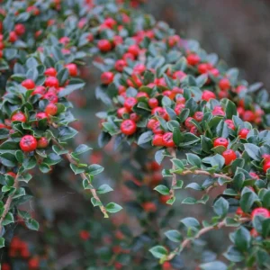 Compra Cotoneaster horizontalis en Mallorca, arbusto rastrero ideal para cubrir taludes, rocallas y alcorques. Perfecto para jardines secos y sostenibles.