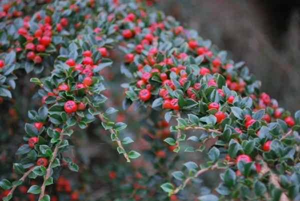 Compra Cotoneaster horizontalis en Mallorca, arbusto rastrero ideal para cubrir taludes, rocallas y alcorques. Perfecto para jardines secos y sostenibles.