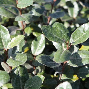 Compra Elaeagnus ebbingei en Mallorca, arbusto perenne ideal para setos, jardines costeros, zonas ventosas y proyectos de jardinería sostenible.