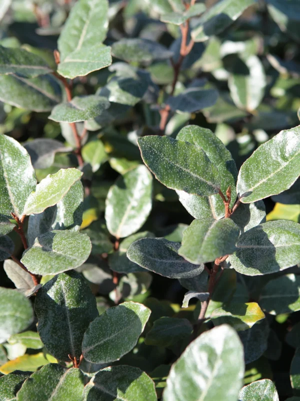 Compra Elaeagnus ebbingei en Mallorca, arbusto perenne ideal para setos, jardines costeros, zonas ventosas y proyectos de jardinería sostenible.