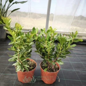 Madroño C17 Madroño en maceta en mallorca