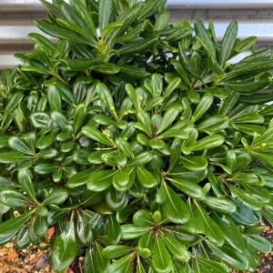 Compra Pittosporum tobira Nana en Mallorca, arbusto enano ideal para borduras, macetas y jardines mediterráneos resistentes al viento y de bajo mantenimiento.