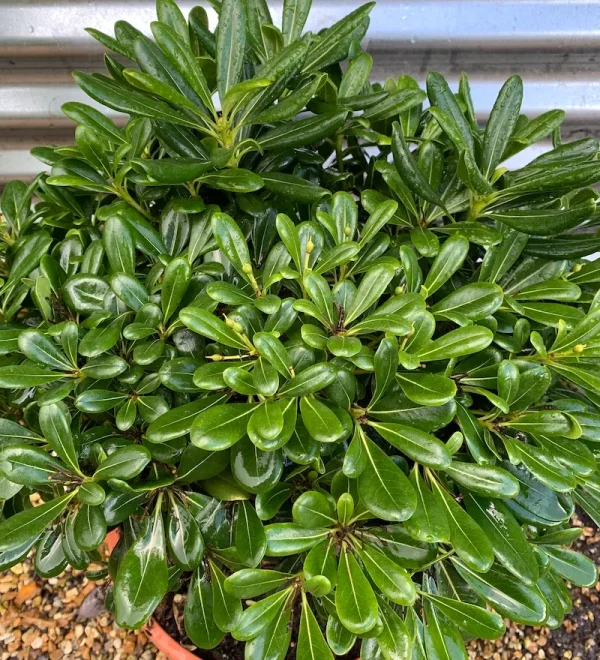 Compra Pittosporum tobira Nana en Mallorca, arbusto enano ideal para borduras, macetas y jardines mediterráneos resistentes al viento y de bajo mantenimiento.