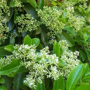 Viburnum lucidum, viburno brillante, arbusto perenne, seto mediterráneo, planta ornamental Mallorca, arbusto resistente, jardinería sostenible, flores blancas perfumadas, jardín todo el año, comprar arbustos Mallorca.