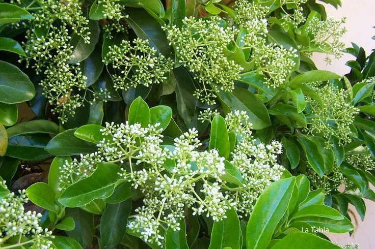 Viburnum lucidum, viburno brillante, arbusto perenne, seto mediterráneo, planta ornamental Mallorca, arbusto resistente, jardinería sostenible, flores blancas perfumadas, jardín todo el año, comprar arbustos Mallorca.