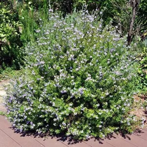 Westringia fruticosa, romero australiano, arbusto perenne, xerojardinería Mallorca, plantas resistentes, jardinería sostenible, arbusto de flor blanca, seto compacto, plantas de bajo mantenimiento, comprar arbustos en Mallorca.