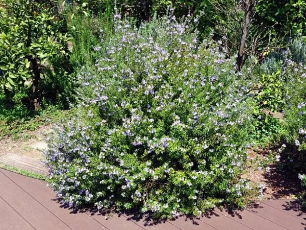 Westringia fruticosa, romero australiano, arbusto perenne, xerojardinería Mallorca, plantas resistentes, jardinería sostenible, arbusto de flor blanca, seto compacto, plantas de bajo mantenimiento, comprar arbustos en Mallorca.