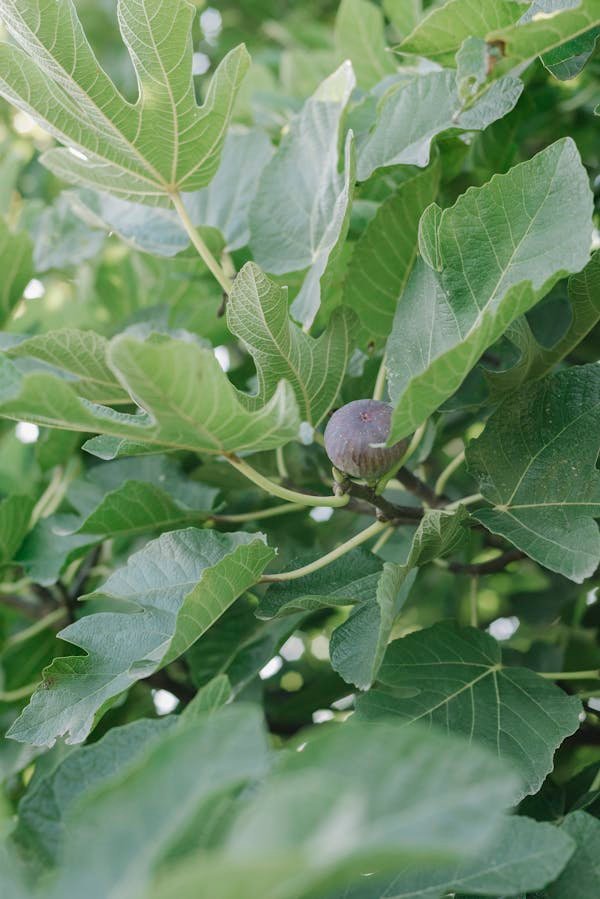Compra higuera en Mallorca, Ficus carica árbol frutal rústico, producción de higos dulces, ideal para jardines sostenibles y climas secos mediterráneos.