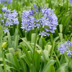 Compra online Agapanthus azul en Mallorca, planta perenne de floración veraniega perfecta para jardines mediterráneos, macizos florales, jardinería sostenible, borduras de flor azul, paisajismo de bajo mantenimiento y espacios soleados con plantas resistentes a la sequía.