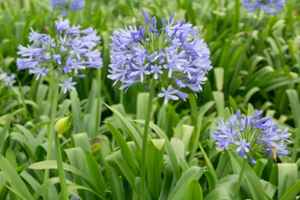 Compra online Agapanthus azul en Mallorca, planta perenne de floración veraniega perfecta para jardines mediterráneos, macizos florales, jardinería sostenible, borduras de flor azul, paisajismo de bajo mantenimiento y espacios soleados con plantas resistentes a la sequía.