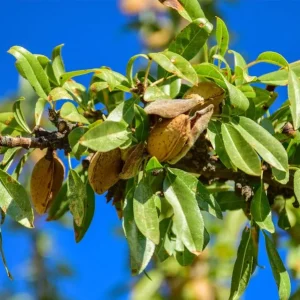 Compra almendro en Mallorca, árbol frutal resistente, Prunus dulcis con floración temprana, ideal para jardines mediterráneos, huertos y climas secos.