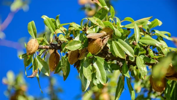 Compra almendro en Mallorca, árbol frutal resistente, Prunus dulcis con floración temprana, ideal para jardines mediterráneos, huertos y climas secos.