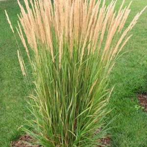 Calamagrostis acutiflora, gramínea ornamental, hierba de los prados, plantas para borduras, jardines contemporáneos, xerojardinería, plantas resistentes, decoración con gramíneas, paisajismo moderno, comprar gramíneas Mallorca.