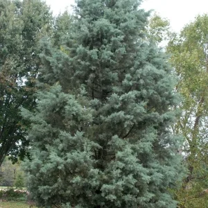 Cupressus arizonica, ciprés de Arizona, seto perenne, conífera resistente, plantas de seto, jardinería Mallorca, pantalla vegetal, cortavientos natural, árbol mediterráneo, comprar ciprés en Mallorca.