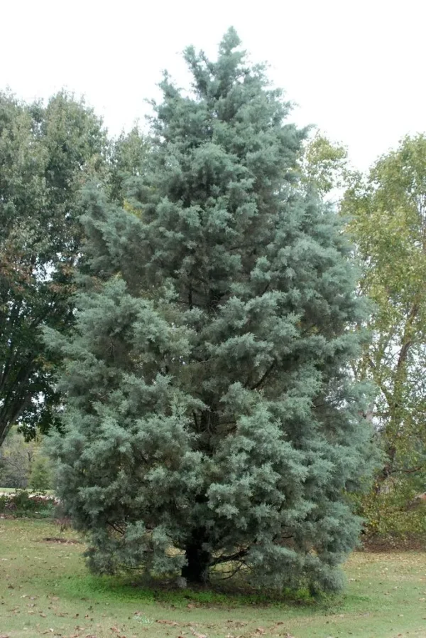 Cupressus arizonica, ciprés de Arizona, seto perenne, conífera resistente, plantas de seto, jardinería Mallorca, pantalla vegetal, cortavientos natural, árbol mediterráneo, comprar ciprés en Mallorca.