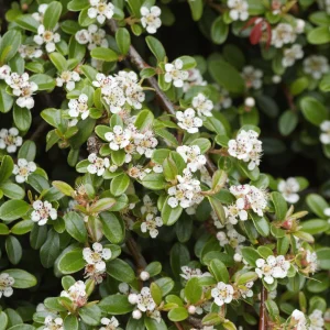 Compra online Cotoneaster dammeri en Mallorca, arbusto cubresuelo de hoja perenne ideal para taludes, alcorques, jardines sostenibles y climas mediterráneos.