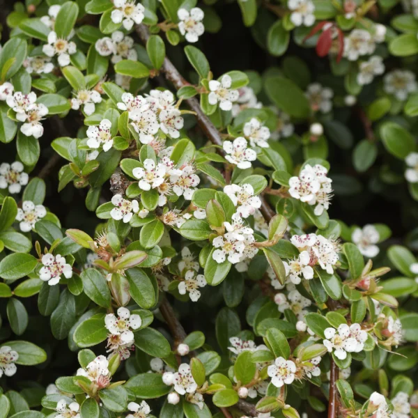 Compra online Cotoneaster dammeri en Mallorca, arbusto cubresuelo de hoja perenne ideal para taludes, alcorques, jardines sostenibles y climas mediterráneos.