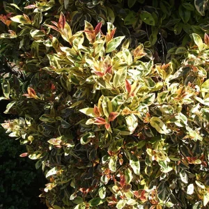 Compra Eugenia myrtifolia en Mallorca, arbusto perenne ideal para setos elegantes, macetas decorativas y jardines mediterráneos de bajo mantenimiento.
