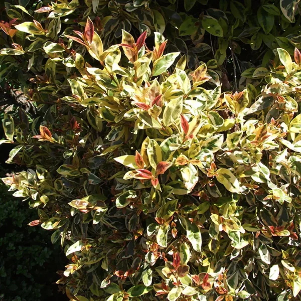 Compra Eugenia myrtifolia en Mallorca, arbusto perenne ideal para setos elegantes, macetas decorativas y jardines mediterráneos de bajo mantenimiento.
