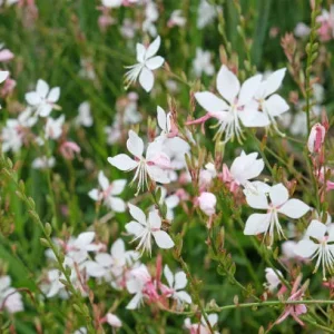 Compra online Gaura lindheimeri blanca en Mallorca, planta perenne ornamental perfecta para jardines mediterráneos, borduras luminosas, paisajismo naturalista, macizos de flor blanca, jardinería de bajo consumo hídrico y espacios exteriores con estilo silvestre y floración continua.