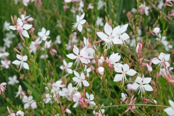 Compra online Gaura lindheimeri blanca en Mallorca, planta perenne ornamental perfecta para jardines mediterráneos, borduras luminosas, paisajismo naturalista, macizos de flor blanca, jardinería de bajo consumo hídrico y espacios exteriores con estilo silvestre y floración continua.