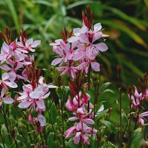 Compra online Gaura lindheimeri rosa en Mallorca, una vivaz ornamental perfecta para jardines mediterráneos, macizos de flor rosa, paisajismo de bajo riego, jardinería sostenible, terrazas soleadas, borduras naturales y espacios exteriores con estilo silvestre y floración continua.