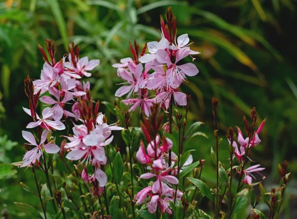Compra online Gaura lindheimeri rosa en Mallorca, una vivaz ornamental perfecta para jardines mediterráneos, macizos de flor rosa, paisajismo de bajo riego, jardinería sostenible, terrazas soleadas, borduras naturales y espacios exteriores con estilo silvestre y floración continua.