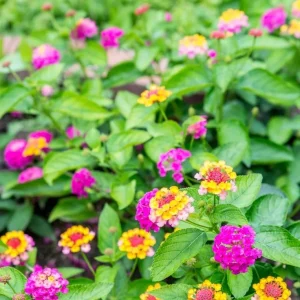 Lantana rastrera (Lantana repens)