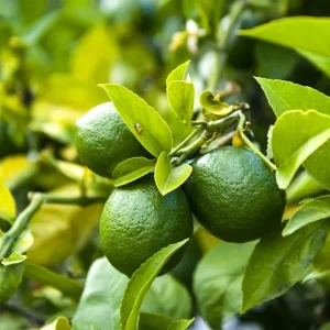 Compra lima Citrus aurantiifolia en Mallorca, árbol cítrico ideal para huertos urbanos, terrazas y jardines mediterráneos con frutos jugosos y aroma intenso.