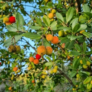 Compra online Arbutus unedo en Mallorca, madroño mediterráneo resistente ideal para jardines secos, setos ornamentales, paisajismo natural y floración otoñal.