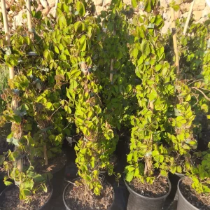 Ampelopsis veitchii parra de porcelana japonesa falsa enredadera de Virginia plantas trepadoras decorativas cubrir muros con plantas enredadera de otoño rojo plantas para pérgolas Mallorca enredaderas resistentes plantas verticales jardín jardinería mediterránea