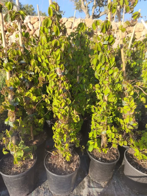 Ampelopsis veitchii parra de porcelana japonesa falsa enredadera de Virginia plantas trepadoras decorativas cubrir muros con plantas enredadera de otoño rojo plantas para pérgolas Mallorca enredaderas resistentes plantas verticales jardín jardinería mediterránea