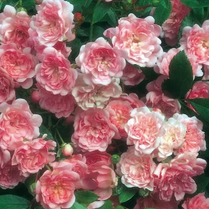 Compra rosal The Fairy en rosa, blanco o rojo en Mallorca, variedad tapizante ideal para borduras, macetas, jardines sostenibles y floración prolongada.