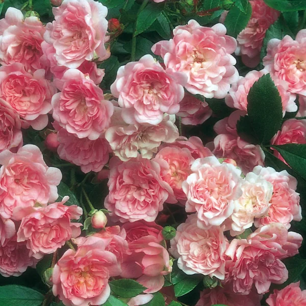 Compra rosal The Fairy en rosa, blanco o rojo en Mallorca, variedad tapizante ideal para borduras, macetas, jardines sostenibles y floración prolongada.