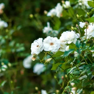 rosal iceberg, rosa iceberg trepadora, comprar rosal blanco trepador, rosal de flor continua, rosales para pérgolas, plantas trepadoras con flor blanca, rosal resistente al sol, rosal blanco perfumado, plantas para cubrir muros, rosa iceberg jardín