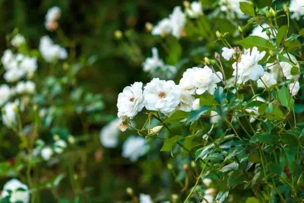 rosal iceberg, rosa iceberg trepadora, comprar rosal blanco trepador, rosal de flor continua, rosales para pérgolas, plantas trepadoras con flor blanca, rosal resistente al sol, rosal blanco perfumado, plantas para cubrir muros, rosa iceberg jardín