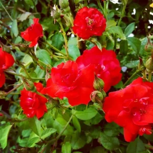 rosal sevillano, rosa sevillana, comprar rosal sevillano, rosal paisajístico resistente, rosales para setos bajos, rosales con flor roja, plantas para borduras florales, rosales de bajo mantenimiento, rosa escarlata jardín, rosal para clima mediterráneo