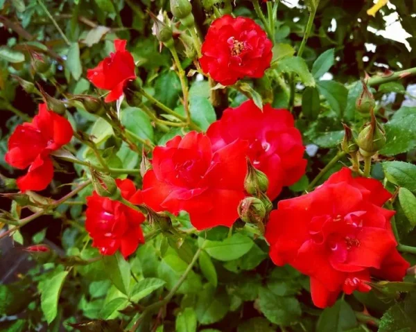 rosal sevillano, rosa sevillana, comprar rosal sevillano, rosal paisajístico resistente, rosales para setos bajos, rosales con flor roja, plantas para borduras florales, rosales de bajo mantenimiento, rosa escarlata jardín, rosal para clima mediterráneo