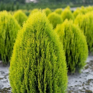 Thuja Aurea Nana, tuya dorada, conífera enana, planta ornamental, jardinería en maceta, plantas para rocalla, coníferas decorativas, borduras, seto bajo, comprar tuyas en Mallorca.