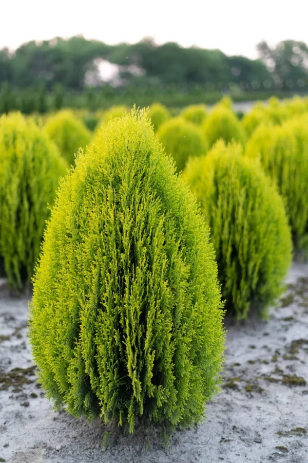 Thuja Aurea Nana, tuya dorada, conífera enana, planta ornamental, jardinería en maceta, plantas para rocalla, coníferas decorativas, borduras, seto bajo, comprar tuyas en Mallorca.