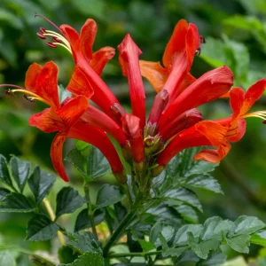 Bignonia capensis, Campsis radicans, trompeta trepadora, planta trepadora, floración anaranjada, pérgolas, cubrir muros, plantas resistentes, jardinería vertical, comprar trepadoras Mallorca.