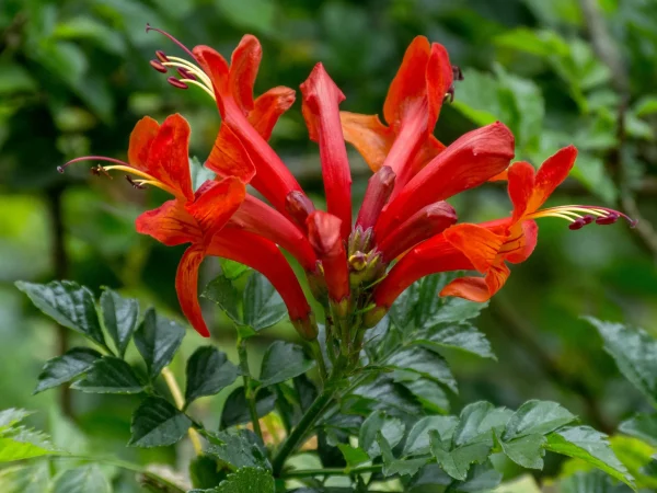 Bignonia capensis, Campsis radicans, trompeta trepadora, planta trepadora, floración anaranjada, pérgolas, cubrir muros, plantas resistentes, jardinería vertical, comprar trepadoras Mallorca.