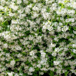 Jazmín, Jasminum officinale, jazmín común, jazmín trepador, flor blanca perfumada, plantas aromáticas, cubrir pérgolas, jardín vertical, plantas resistentes Mallorca, comprar jazmín en Mallorca.