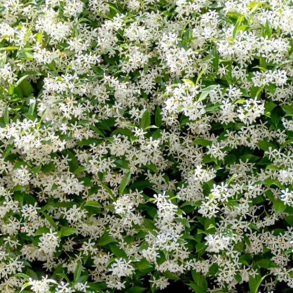 Jazmín, Jasminum officinale, jazmín común, jazmín trepador, flor blanca perfumada, plantas aromáticas, cubrir pérgolas, jardín vertical, plantas resistentes Mallorca, comprar jazmín en Mallorca.