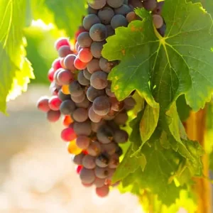Vine, Vitis vinifera, grape vine, table grape, green grape, black grape, fruit plant, edible climber, pergolas, Mediterranean garden, gardening in Mallorca, buying vines in Mallorca.