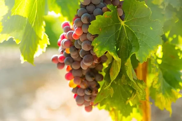 Vine, Vitis vinifera, grape vine, table grape, green grape, black grape, fruit plant, edible climber, pergolas, Mediterranean garden, gardening in Mallorca, buying vines in Mallorca.