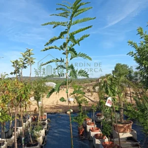 Arbol de tipuana tipu en maceta para comprar en mallorca