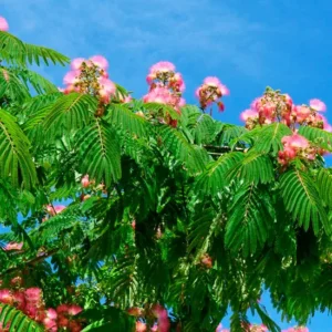 comprar arbol de albizia julibrissim
