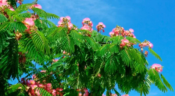 comprar arbol de albizia julibrissim