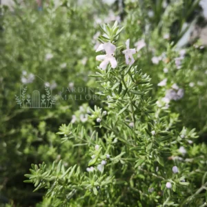 Westringia longifolia